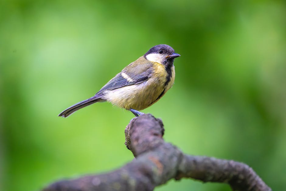 IA Não Vai Roubar Seu Emprego (Mas Vai Mudar Tudo!): Guia Completo para Criadores no X (Twitter)