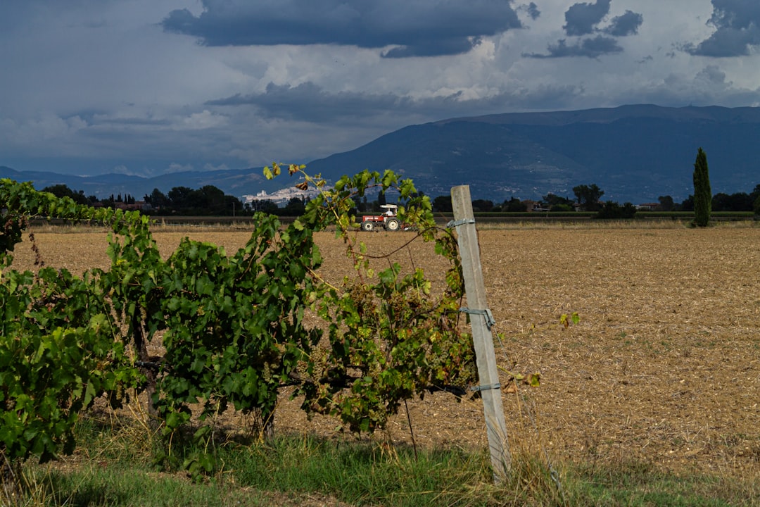 Imagem destacada da notícia de vinho