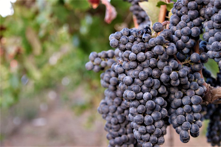 Imagem destacada da notícia de vinho