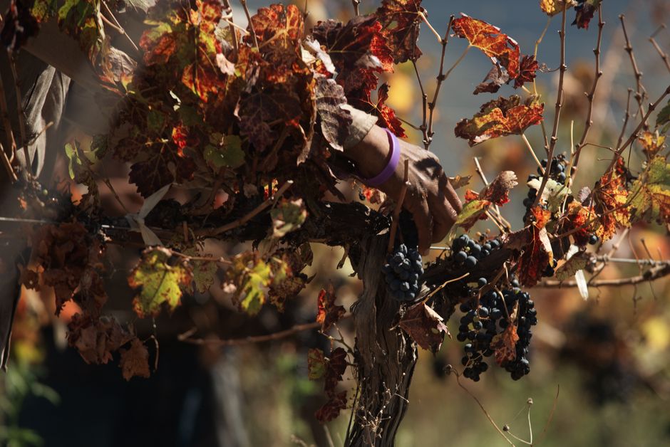 Imagem destacada da notícia de vinho